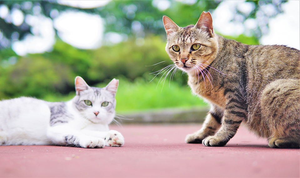 保護猫とは？どこで出会えるの？