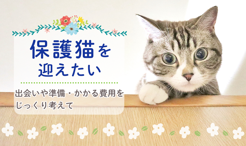 猫 保護 猫の里親募集情報｜OMUSUBI【審査制の保護犬猫マッチングサイト】