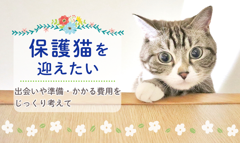 保護猫を迎えたい 出会いや準備 かかる費用をじっくり考えて ニッセンライフのペット保険