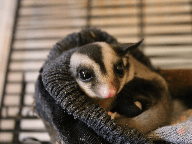 モモンガの正しい飼い方って 保険で備えるペットの病気 ニッセンライフのペット保険