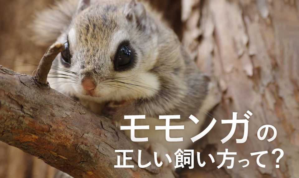 モモンガの正しい飼い方って 保険で備えるペットの病気 ニッセンライフのペット保険