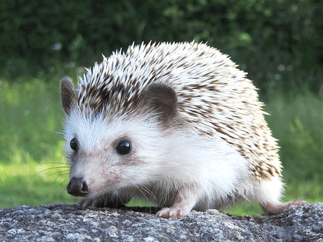 「【ハリネズミの飼い主さん必見!】ハリネズミの保険について徹底解説」まとめ
