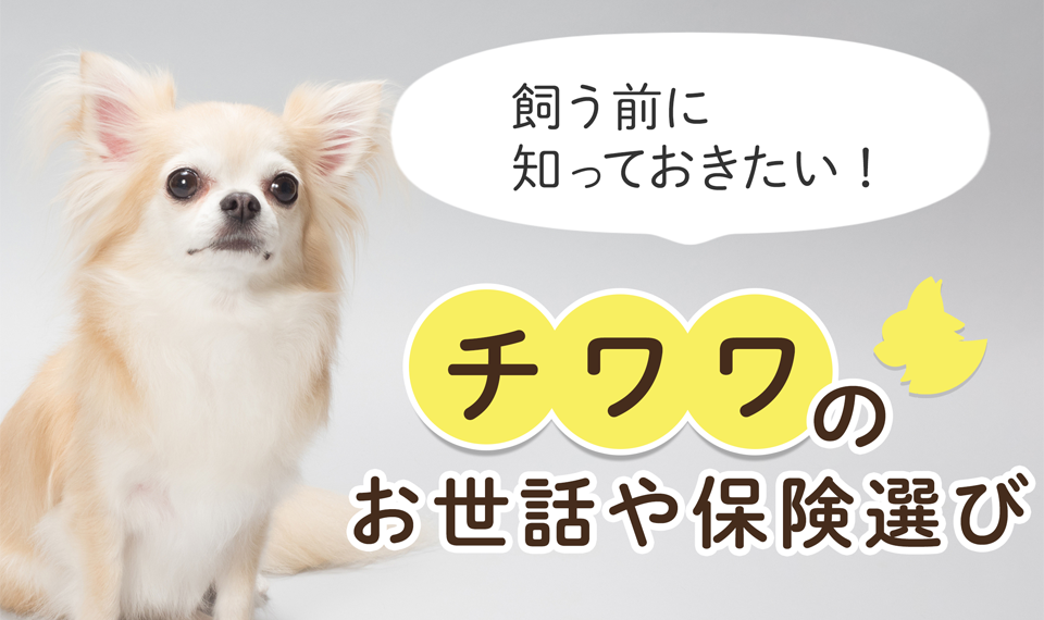 飼う前に知っておきたい。チワワのお世話や保険選び