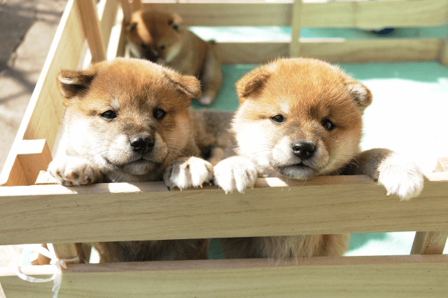 意外と知らない 初心者でも飼いやすい柴犬の正しい飼い方 ニッセンライフのペット保険