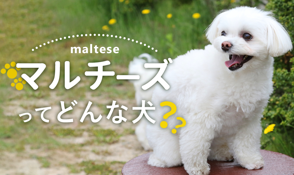 マルチーズってどんな犬？性格やお世話の仕方