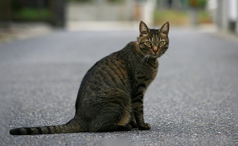 日本猫