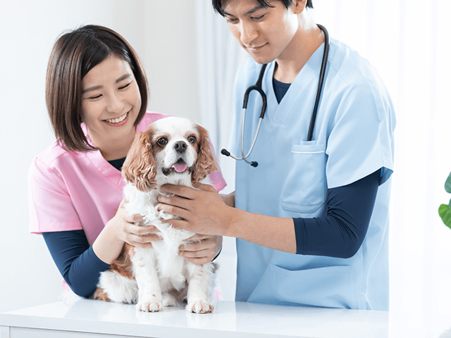 【犬のペット保険】オススメを紹介します!